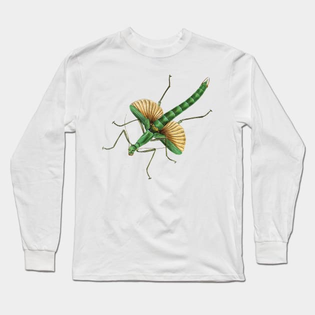 Platycrana viridana, a very green stick insect (green is "viridis" in Latin). Long Sleeve T-Shirt by Luggnagg